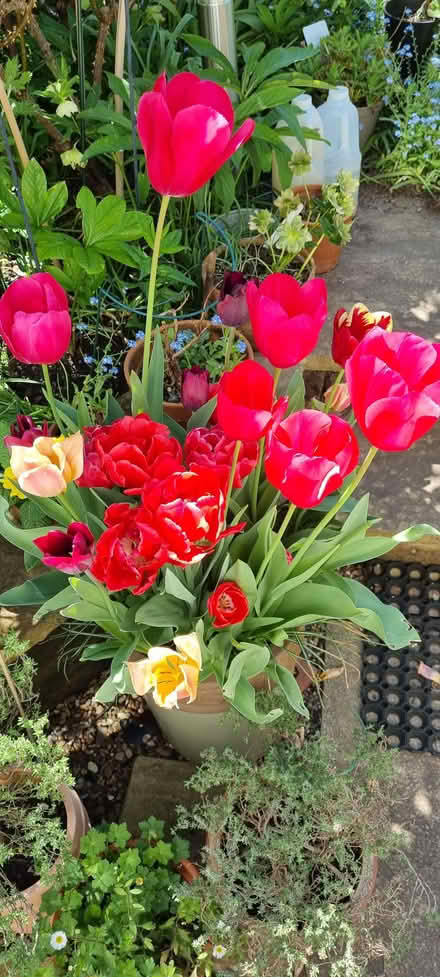 Photo of free Tulip bulbs (South Tonbridge TN9) #1