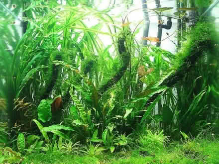 Photo of Aquarium plant curtings (Oxford OX4) #1
