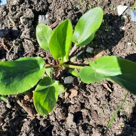 Photo of free Plants (Southport PR9) #1