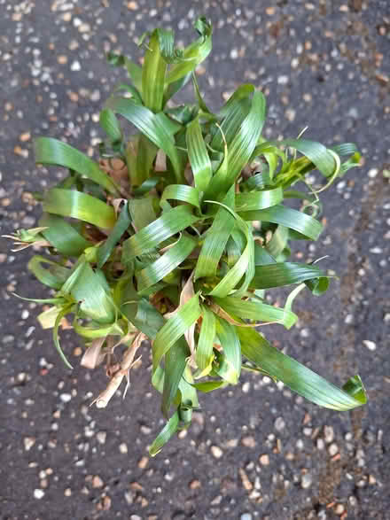 Photo of free Plant like a grass with curly leaves (Taverham NR8) #2