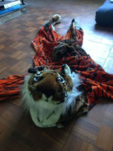 Photo of free Tiger costume (Oakridge RG21) #1