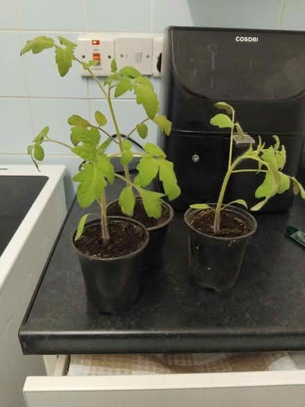 Photo of free Tomato plants, beef steak (Smalley DE7) #1