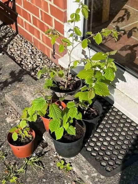 Photo of free small trees (Gosforth NE3) #1