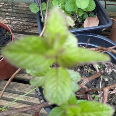 Photo of free Plants (Southport PR9) #4