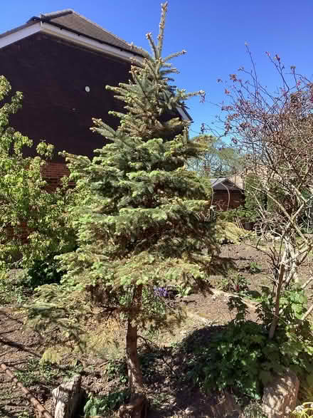 Photo of free Tree (Camberley) #1