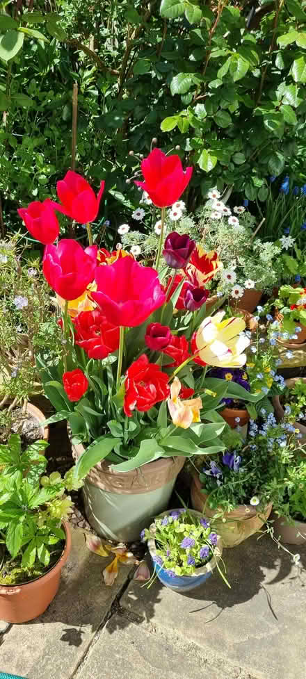 Photo of free Tulip bulbs (South Tonbridge TN9) #2