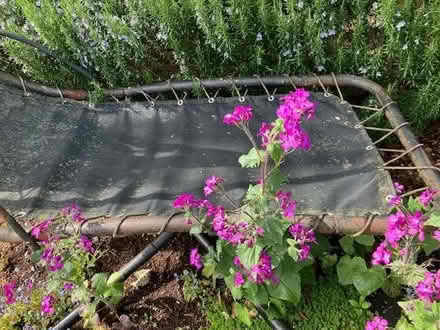 Photo of free Sicily Dream Chair 276384 (Warminster BA12) #4