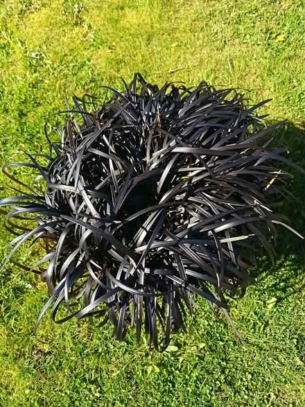 Photo of free Black grasses - Ophiopogon (Kincorth AB12) #2
