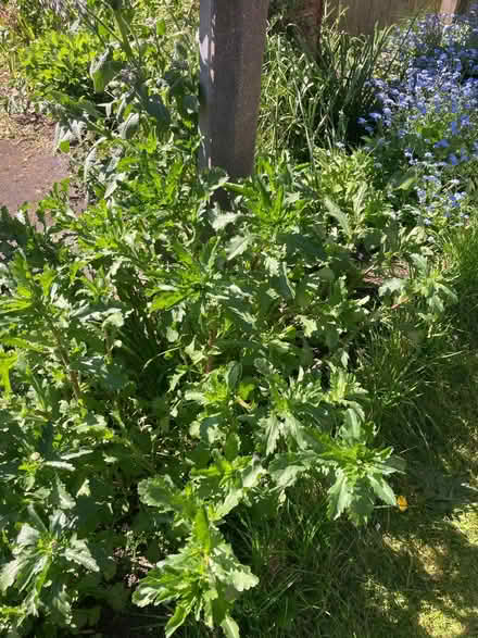 Photo of free 3+ oxe eye Daisy plants (Ifton Heath SY11) #1