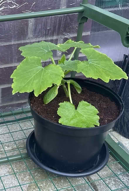 Photo of free Golden courgette plant (E17 6ZR) #1