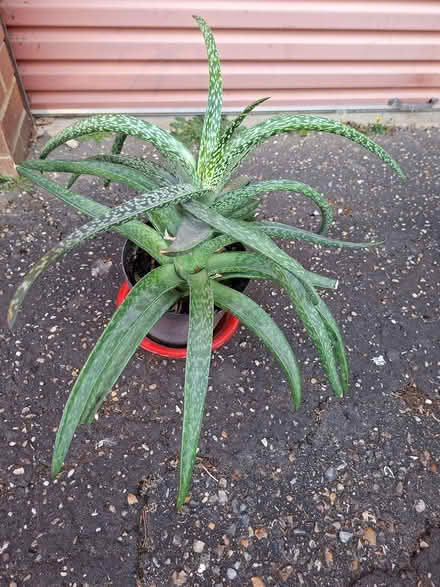 Photo of free Plant - succulent, sturdy pointy leaves (Taverham NR8) #1