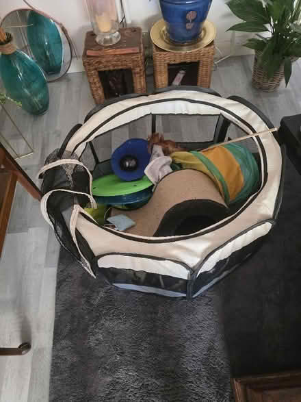 Photo of free 🐾 Free Cat Starter Bundle (Perfect for New Kitten Owner) – (Warden Hill LU2) #1