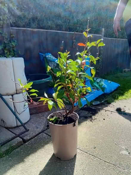 Photo of free Star jasmine plant (Spondon Derby) #2