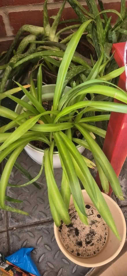 Photo of free Spider and Aloe Vera plants (Wood Green, N22) #1