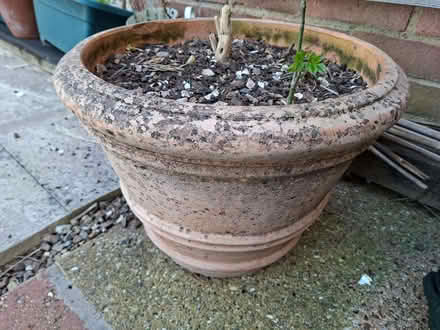 Photo of free Large terracotta pot (Hatfield AL10) #1