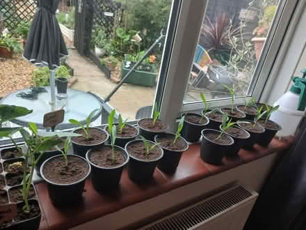 Photo of Pots seed trays compost (PO33) #2