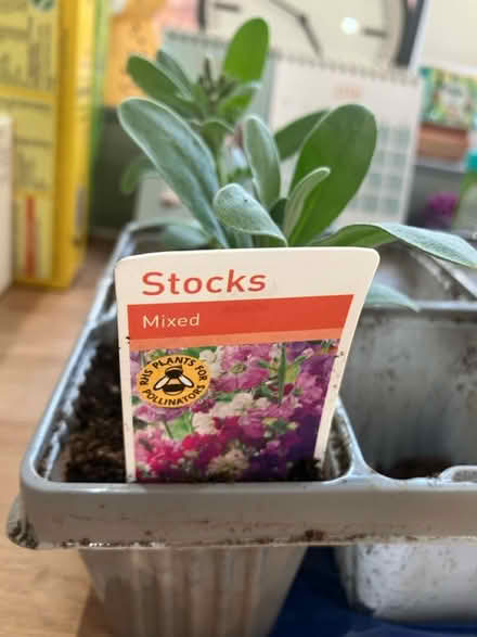 Photo of free 2 x Stocks (plants) (Waddon) #2
