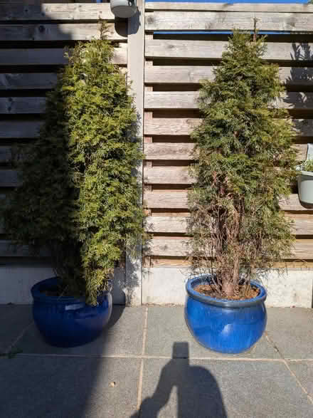 Photo of free 2 conifer trees (not the pots) (Walkley S6) #1