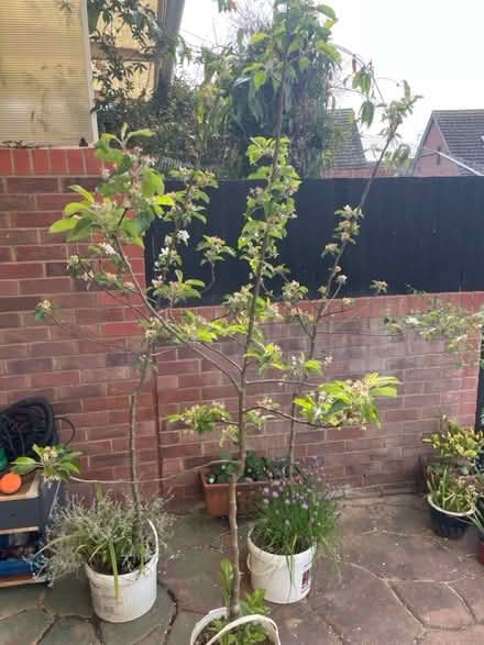 Photo of free Eating red apple trees 3 (Tonbridge) #1
