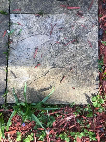 Photo of Flags (Whalley range M16) #1