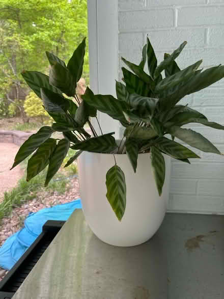 Photo of free Live plant (Mantua) #1