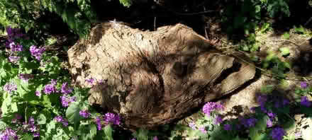 Photo of free Wood for log burner (Wollaton NG8) #1