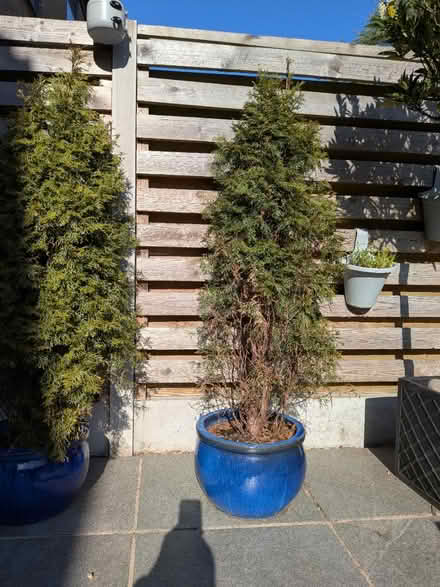 Photo of free 2 conifer trees (not the pots) (Walkley S6) #4