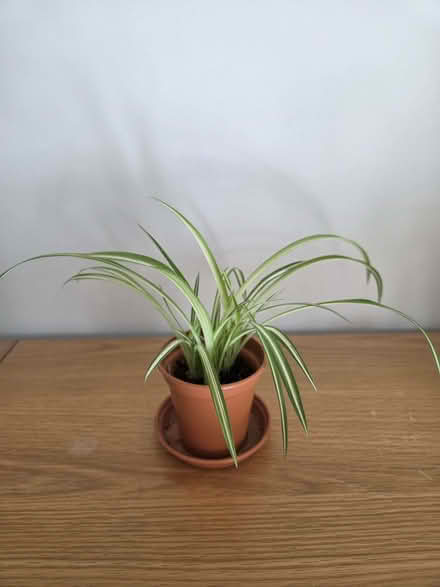 Photo of free Young spider plants (Aston Clinton HP22) #2