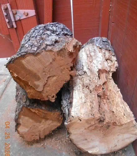 Photo of free Pear tree branch for cooks/chefs (Richmond) #1