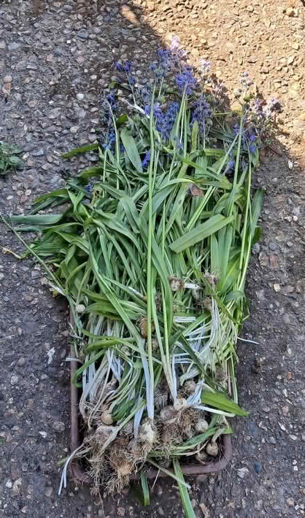 Photo of free Bluebells more (Hertford) #1