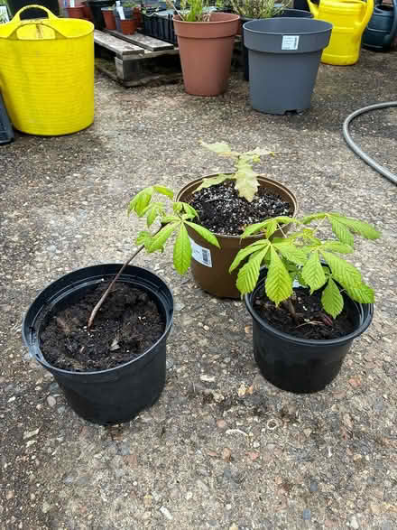 Photo of free Three small trees (Burnham on Crouch CM0) #1