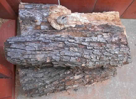 Photo of free Pear tree branch for cooks/chefs (Richmond) #2