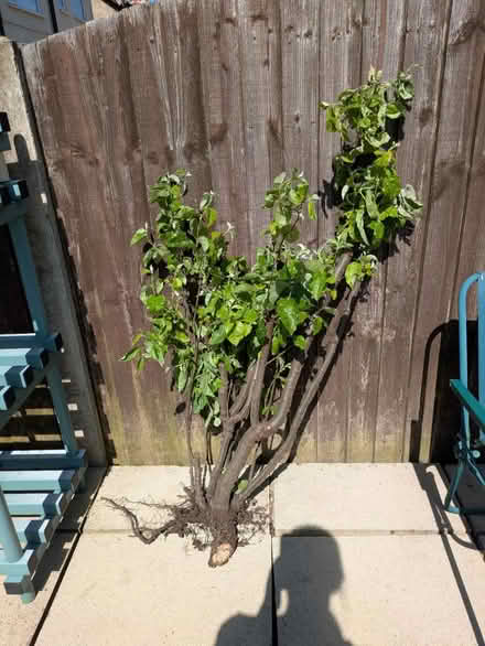 Photo of free Quince tree (Tranmere CH42) #1
