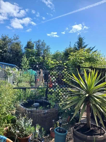 Photo of Tropical looking plants (PO33) #1