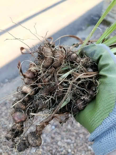 Photo of free Crocosmia/monbretia corms (Walkley, S6) #1