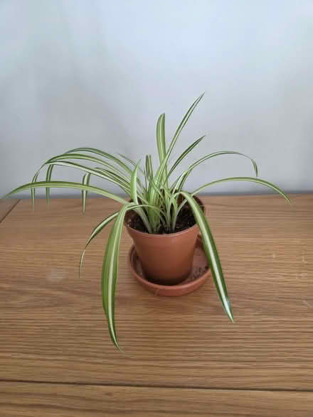 Photo of free Young spider plants (Aston Clinton HP22) #1
