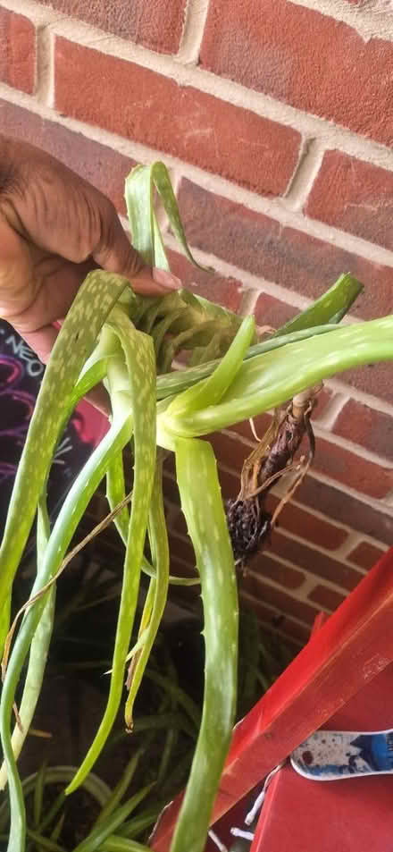 Photo of free Spider and Aloe Vera plants (Wood Green, N22) #3