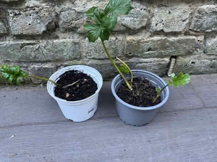 Photo of free Two baby Acanthus plants (Elephant and Castle) #1