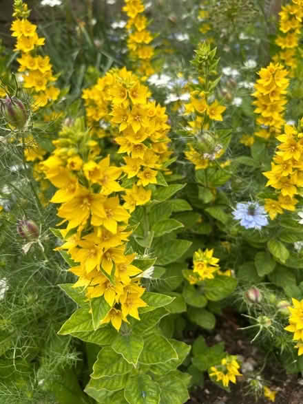 Photo of free garden perennial plants (Hollingdean BN1) #1