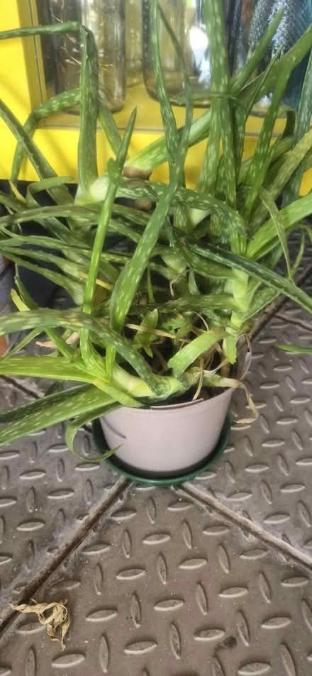 Photo of free Aloe Vera plant (Wood Green, N22) #1