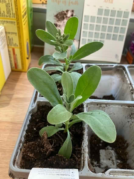 Photo of free 2 x Stocks (plants) (Waddon) #1