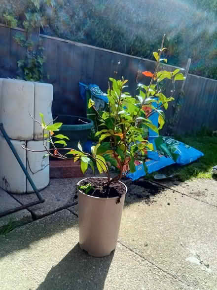 Photo of free Star jasmine plant (Spondon Derby) #3