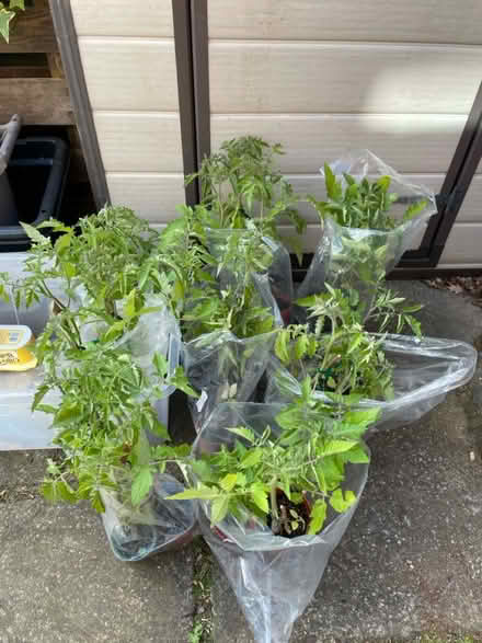 Photo of free Tomato plants (West End Village SO30) #1