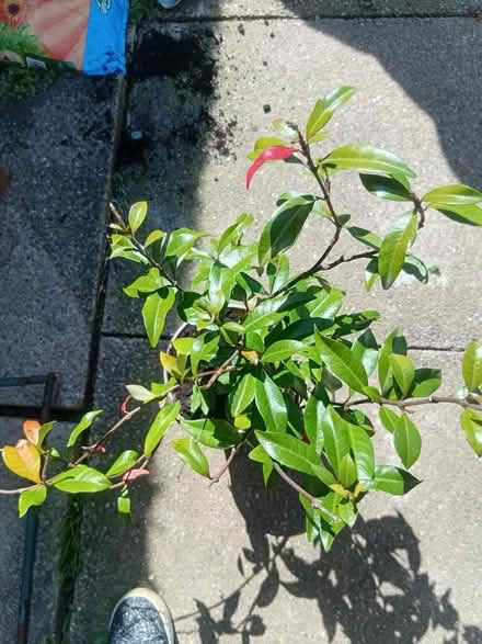 Photo of free Star jasmine plant (Spondon Derby) #1