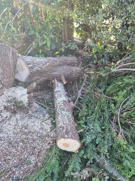 Photo of free Fire wood collect from ME5 8... (Lords Wood ME5) #3