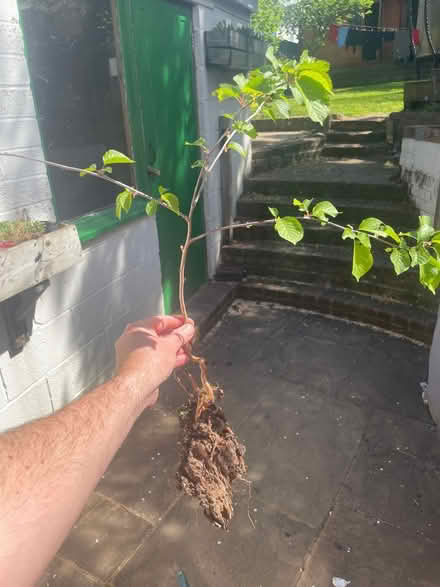 Photo of free Apple tree / sapling (Patcham) #1