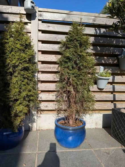 Photo of free 2 conifer trees (not the pots) (Walkley S6) #3