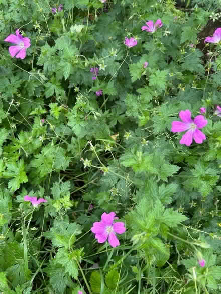 Photo of free garden perennial plants (Hollingdean BN1) #2