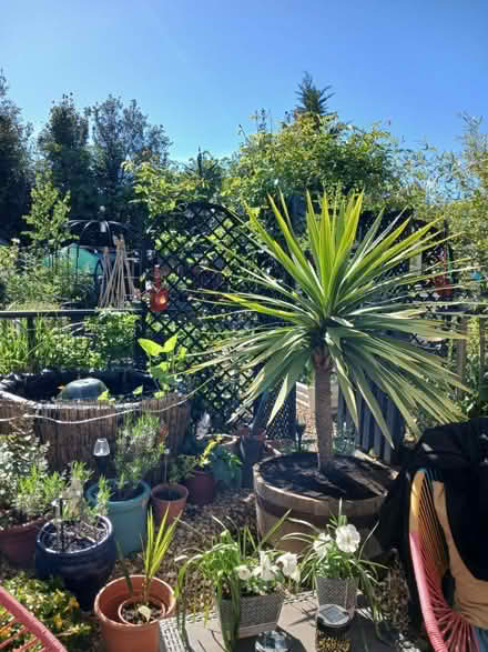 Photo of Tropical looking plants (PO33) #2