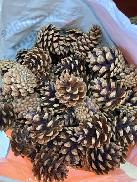 Photo of free Pine cones (CT1) #1